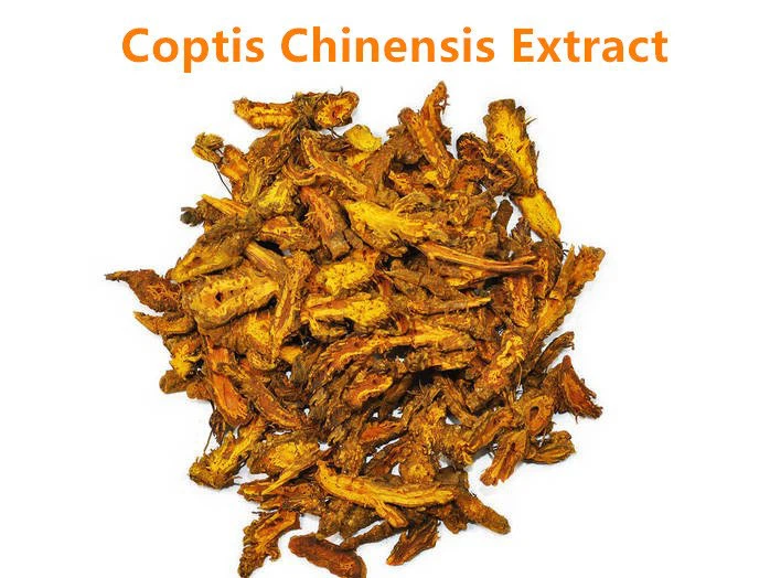 Coptis Chinensis.png